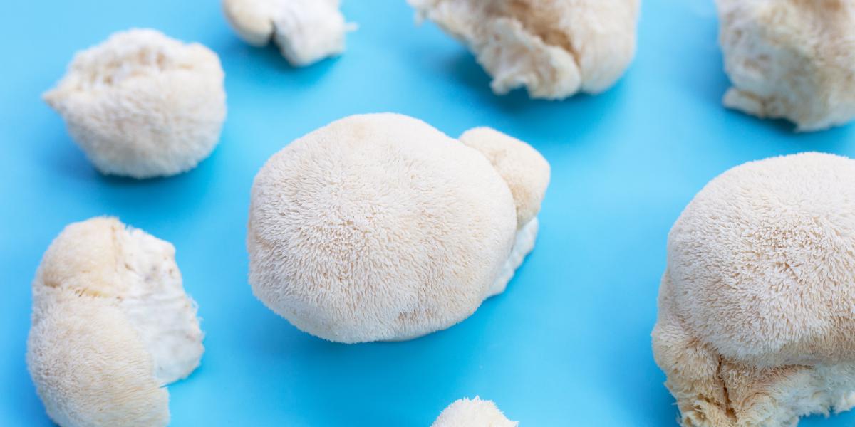 lions mane for improving memory and fighting brain fog