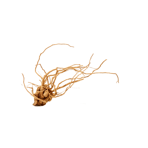 files/Untitled_design-20.png