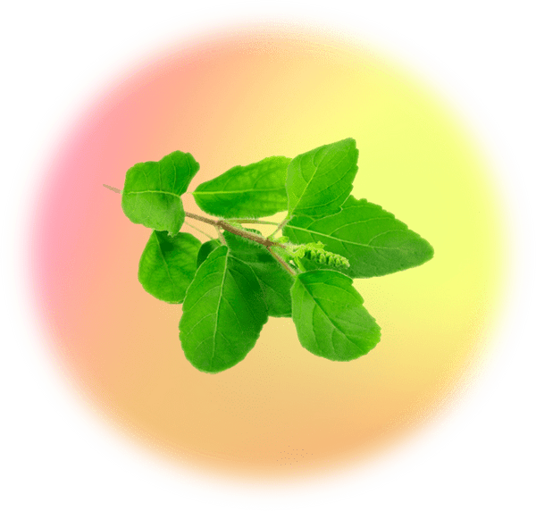 moment drink functional ingredient