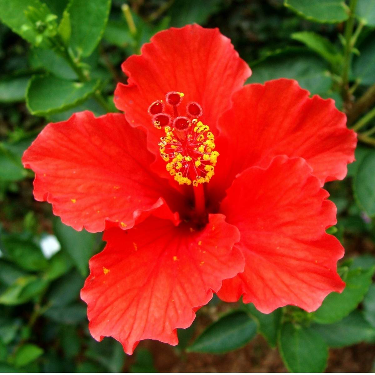 Benefits of Hibiscus | Blog