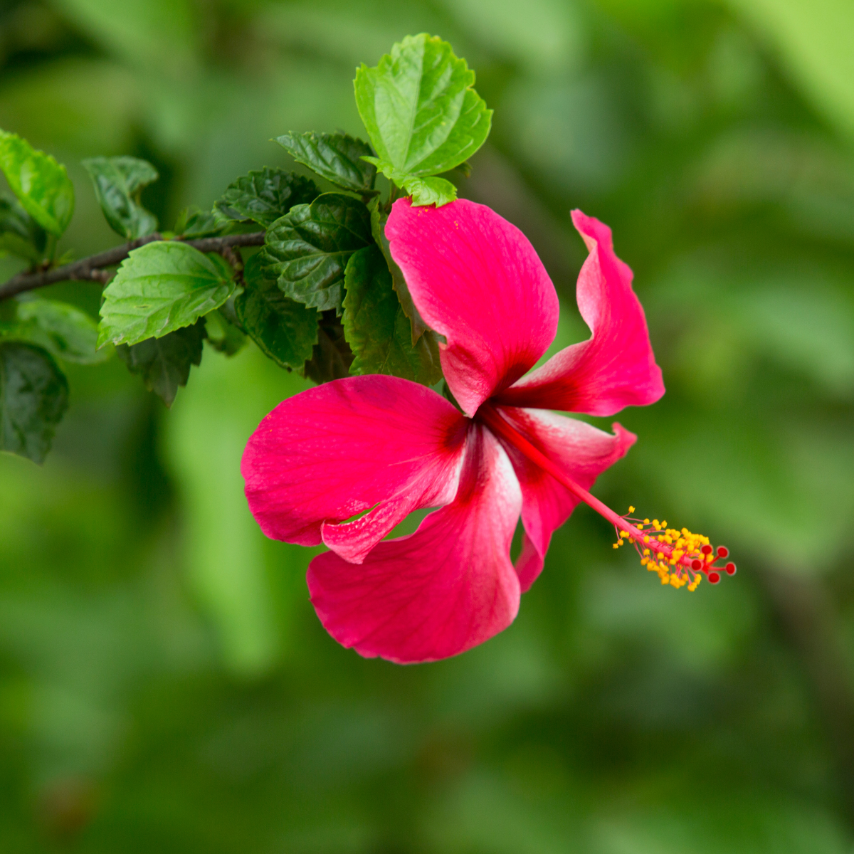 Hibiscus As Antioxidant Booster