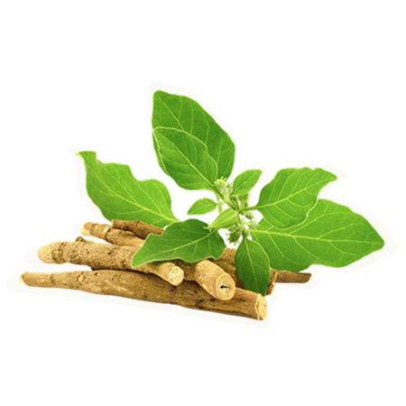 moment drink functional ingredient