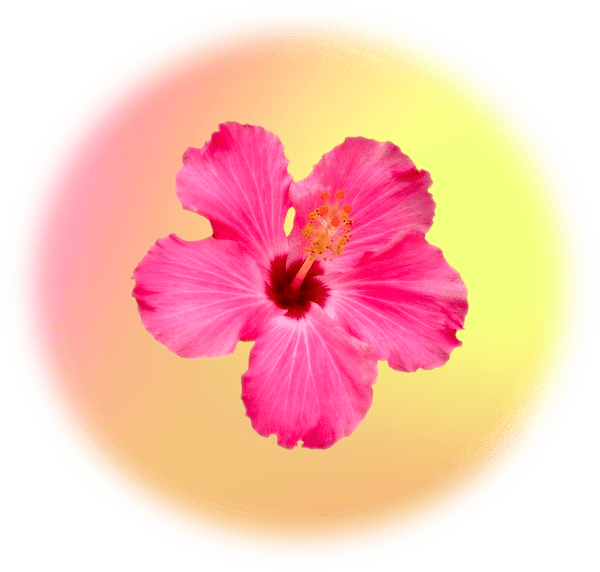 moment drink functional ingredient